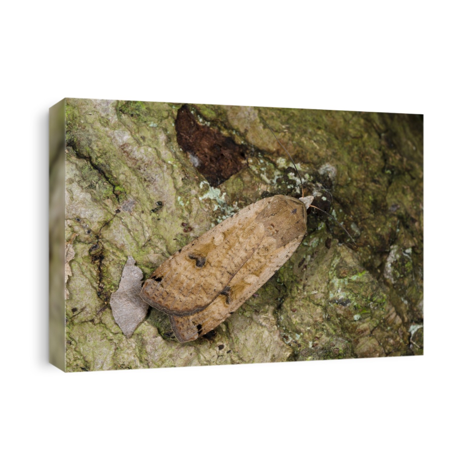 Large yellow underwing moth (Noctua pronuba) resting on tree bark.