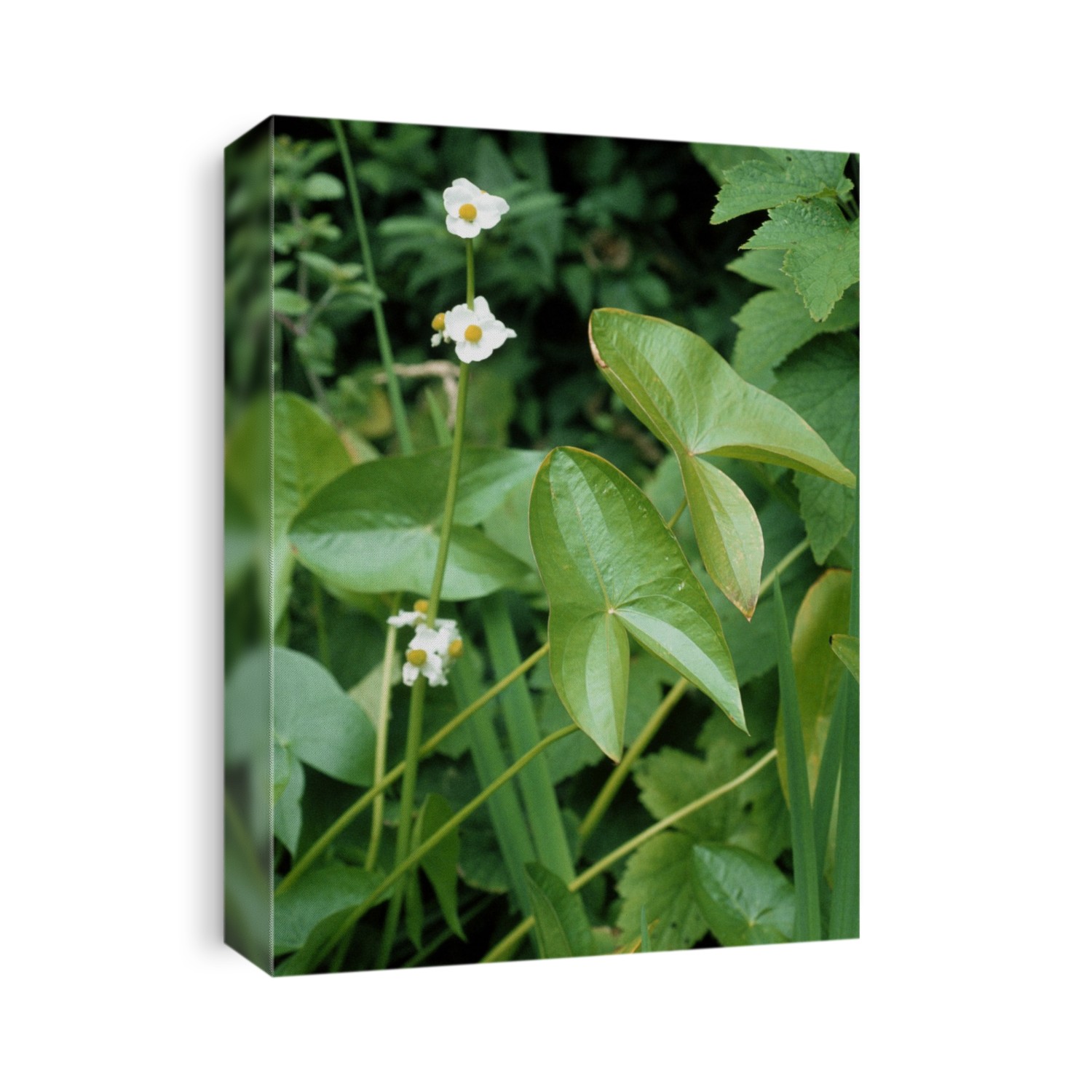 Arrowhead (Sagittaria sagittifolia). Closeup of leaves and flowers.