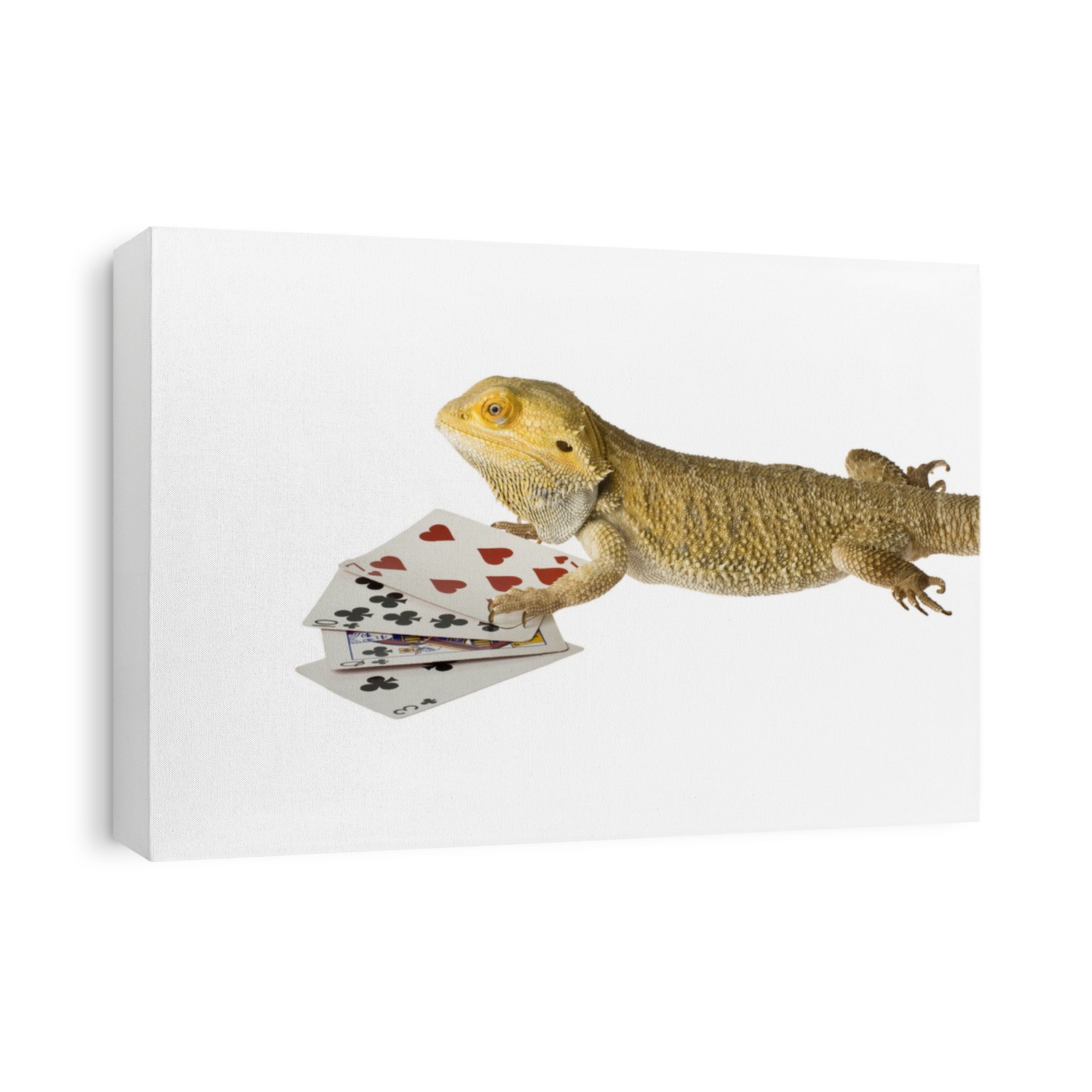 bearded dragon poker face bad hand isolated on white background