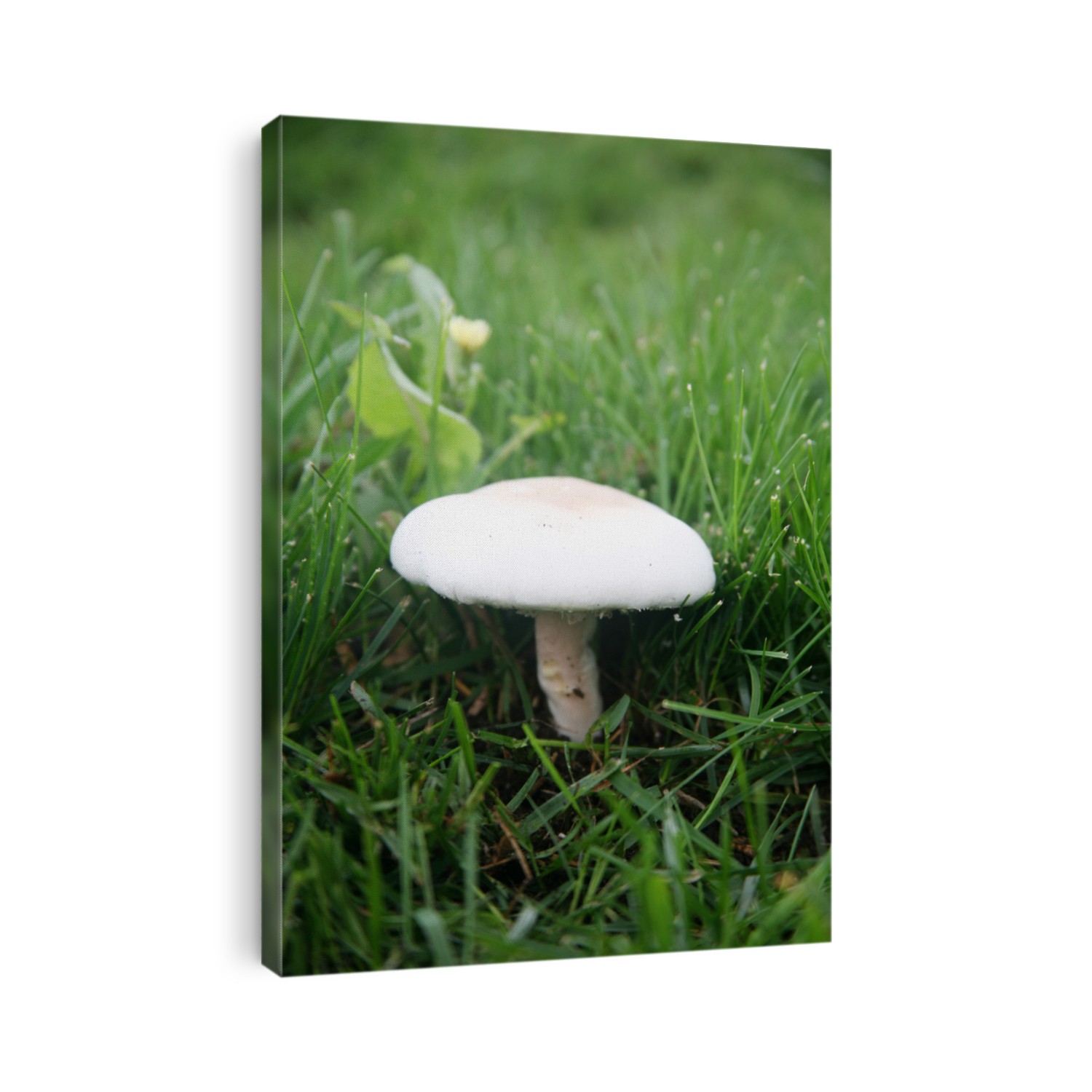 Agaricus bitorquis Mushroom aka torq, the banded agaric, spring agaric, or pavement mushroom. 