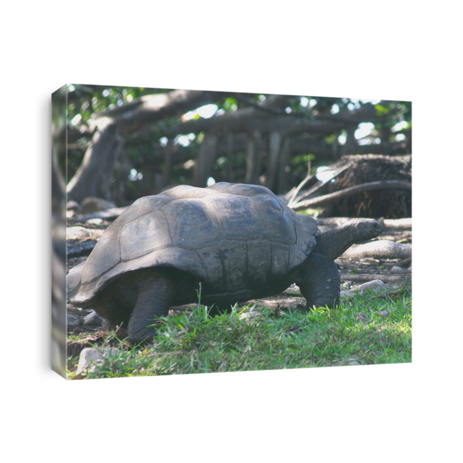 The Aldabra giant tortoise (sp. Dipsochelys dussumieri) seen on Fregate Island, in the Seychelles, where it has been reintroduced and is breeding in the wild.