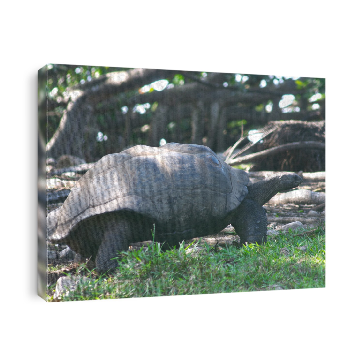 The Aldabra giant tortoise (sp. Dipsochelys dussumieri) seen on Fregate Island, in the Seychelles, where it has been reintroduced and is breeding in the wild.