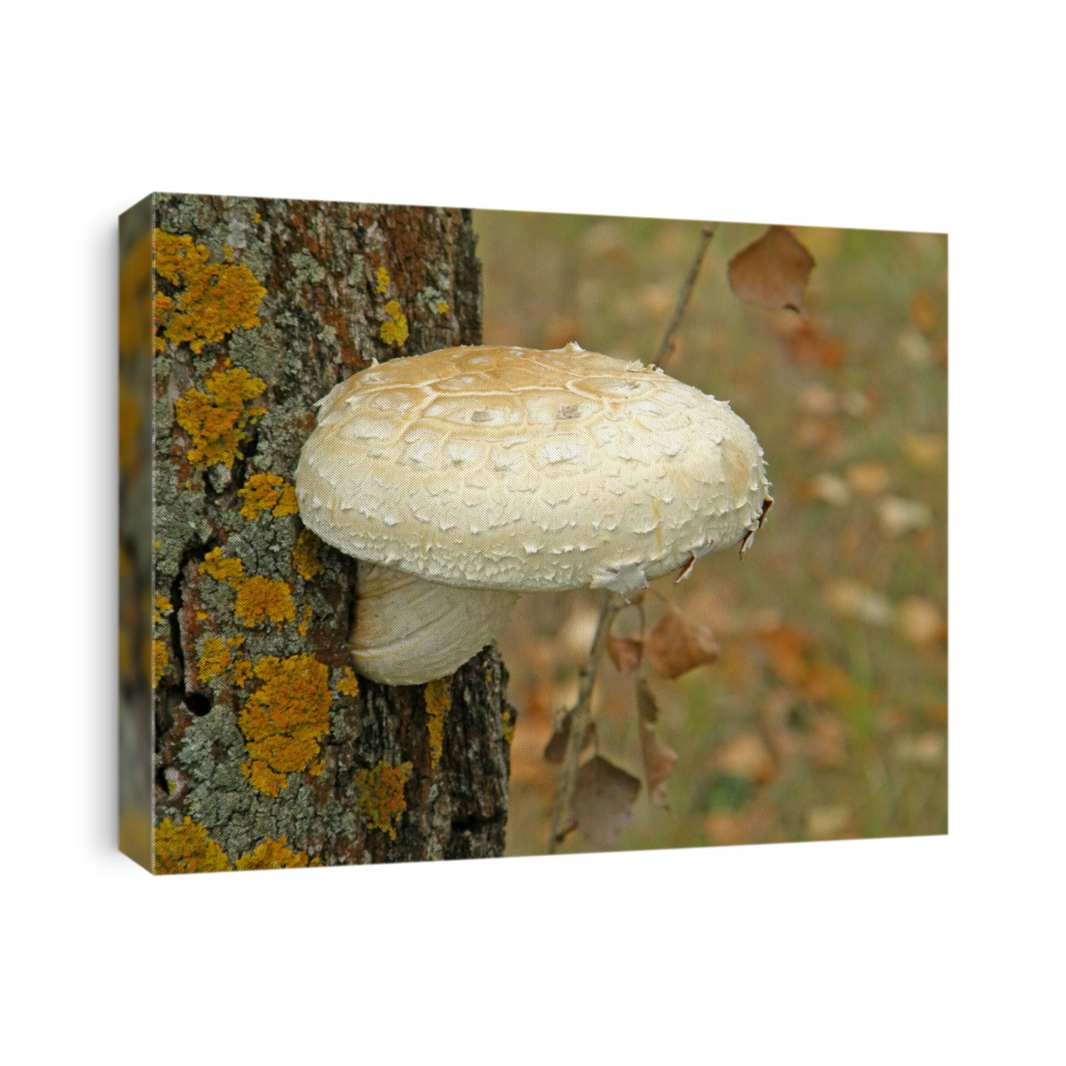 mushroom Pholiota destruens. Very beautiful image