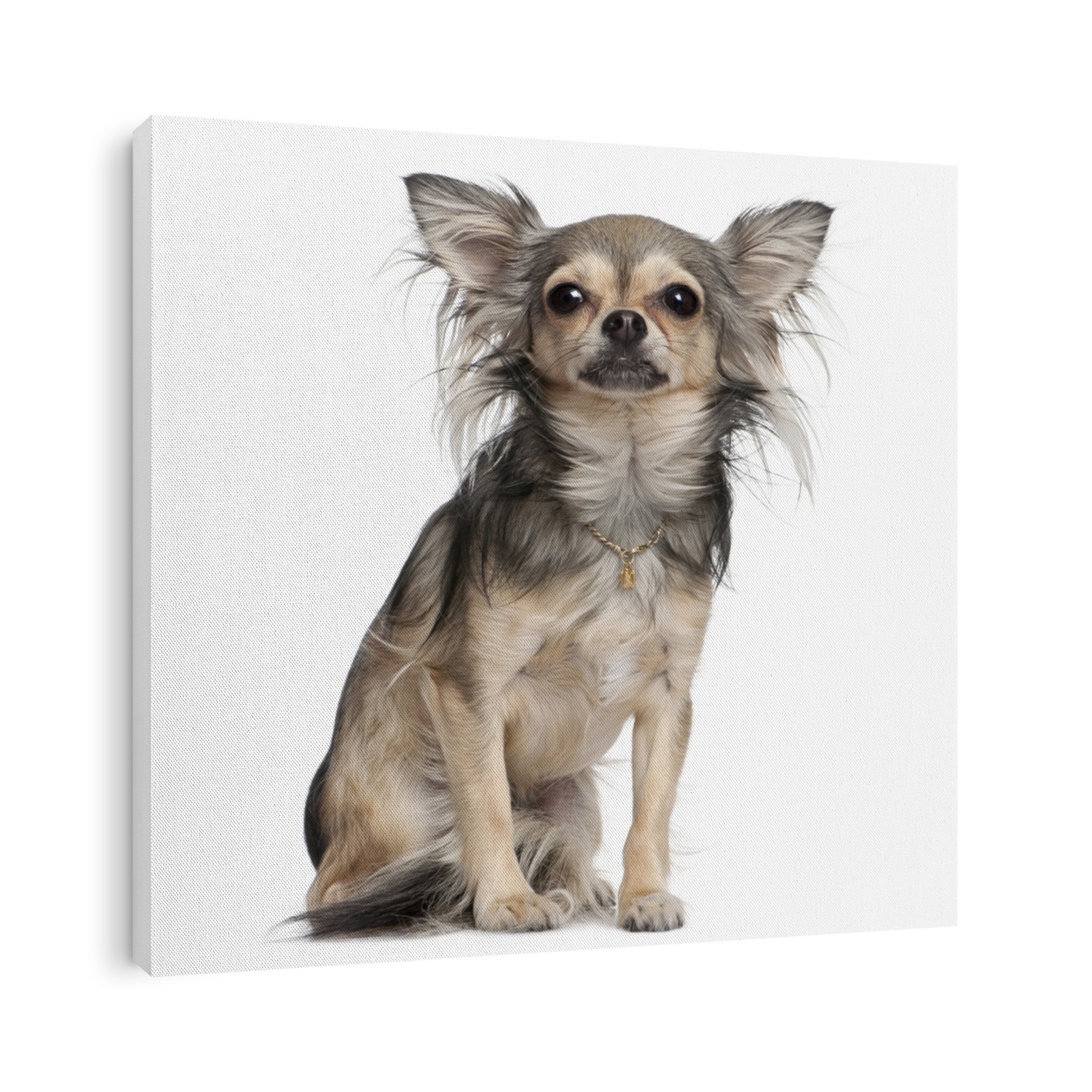 long haired chihuahua (2 years old) in front of a white background