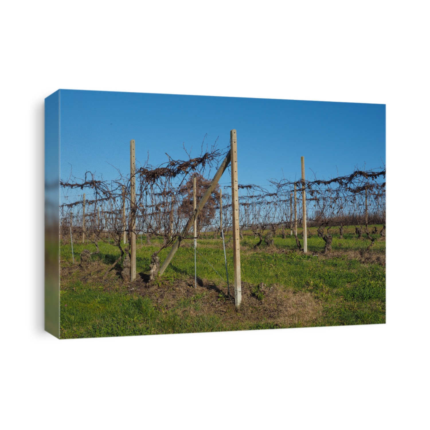 View of Roero hills in Piedmont famous for their vineyards for Barbera, Barolo, Nebbiolo and Dolcetto wine