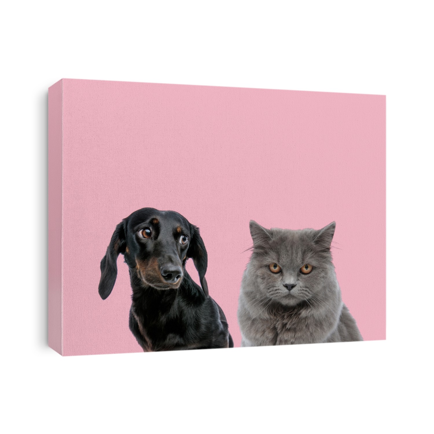 team of teckel dachshund and british long hair on pink background