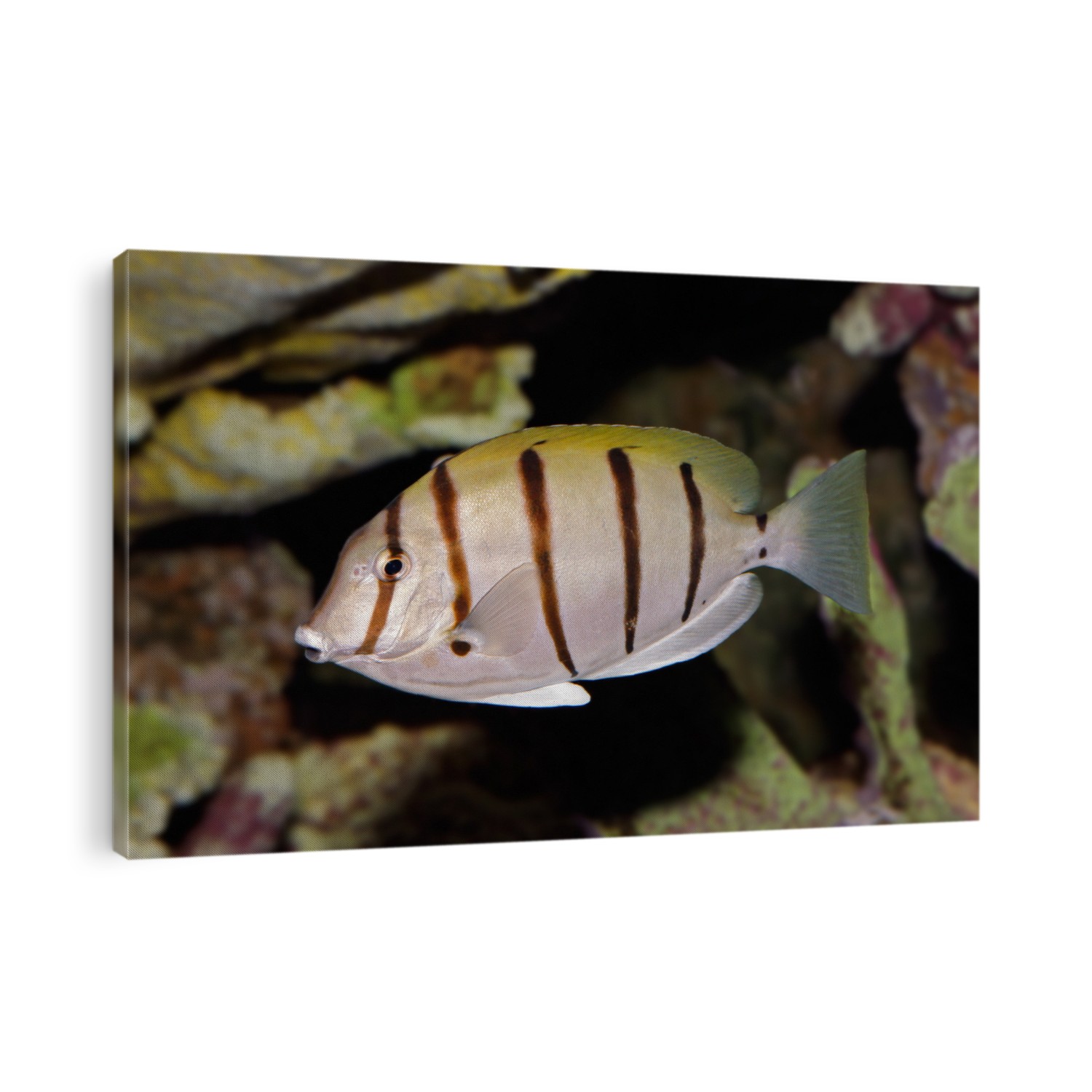 Underwater view of a Convict Surgeonfish or Manini (Acanthurus triostegus)	