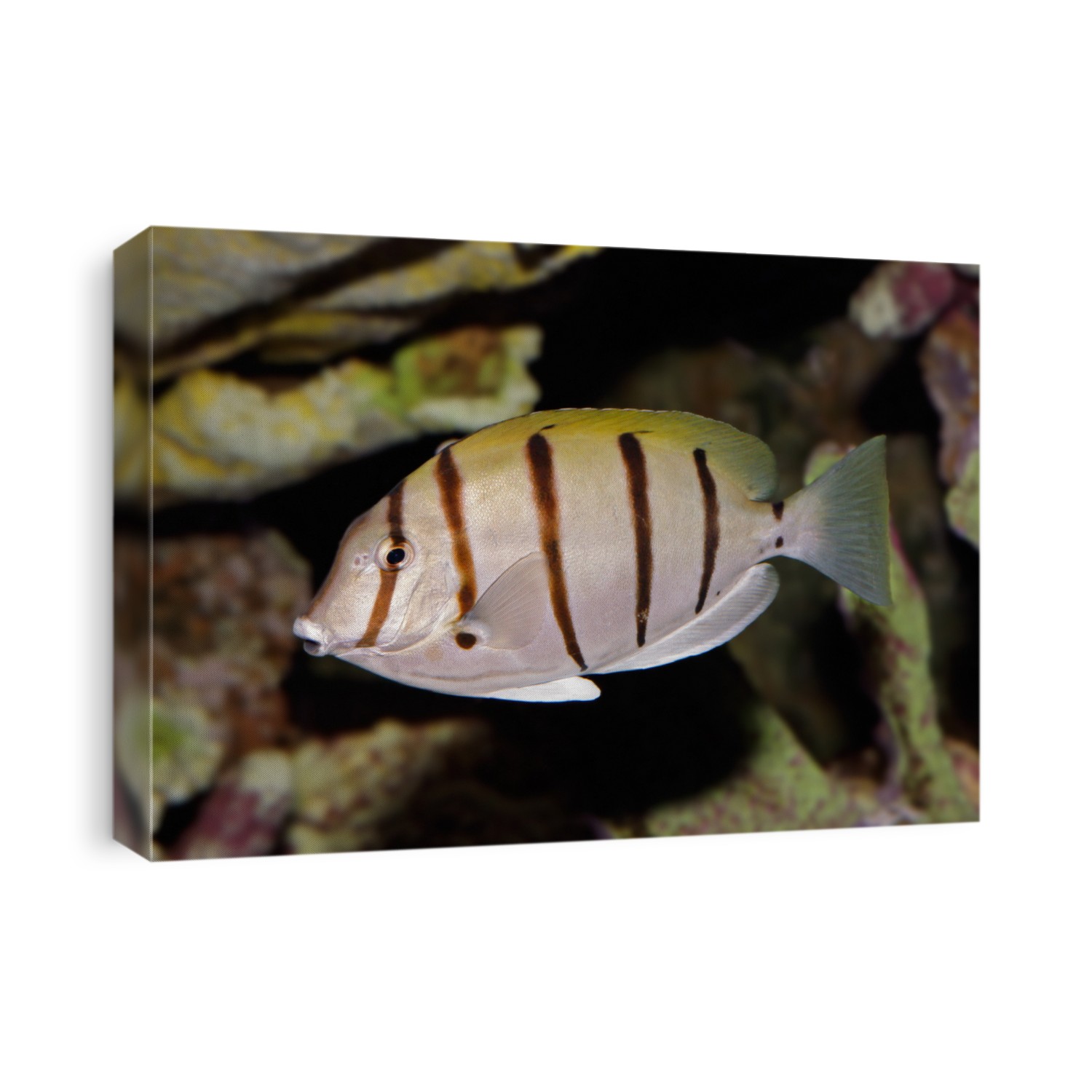 Underwater view of a Convict Surgeonfish or Manini (Acanthurus triostegus)	